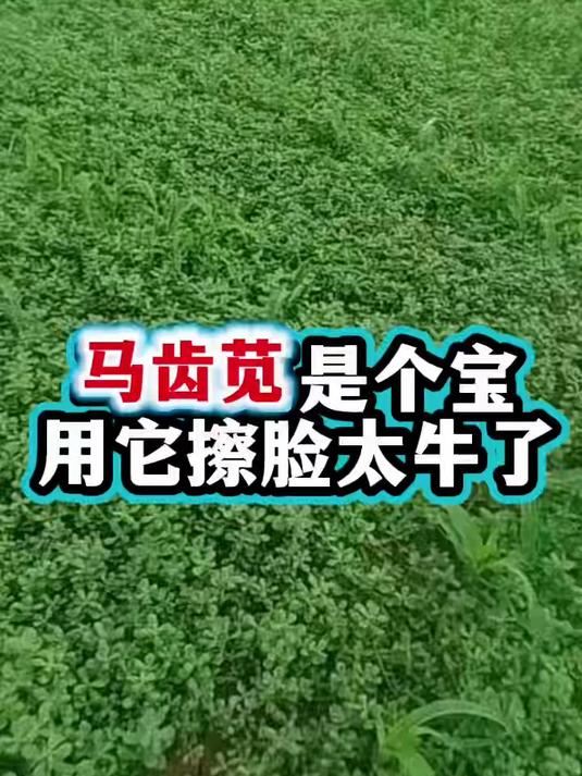 马齿苋并非只能当野菜,用它擦脸太厉害了 变美