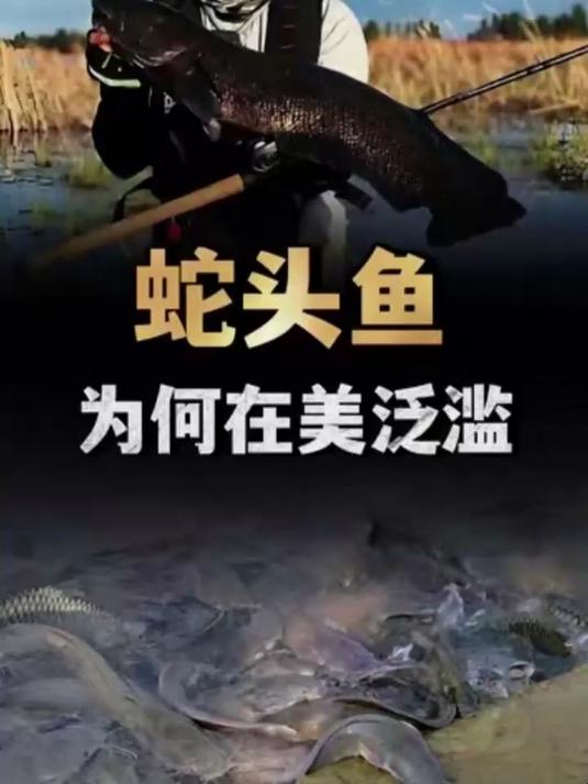 生性凶猛的“蛇头鱼”，在美国泛滥成灾，为什么美国人不敢吃？