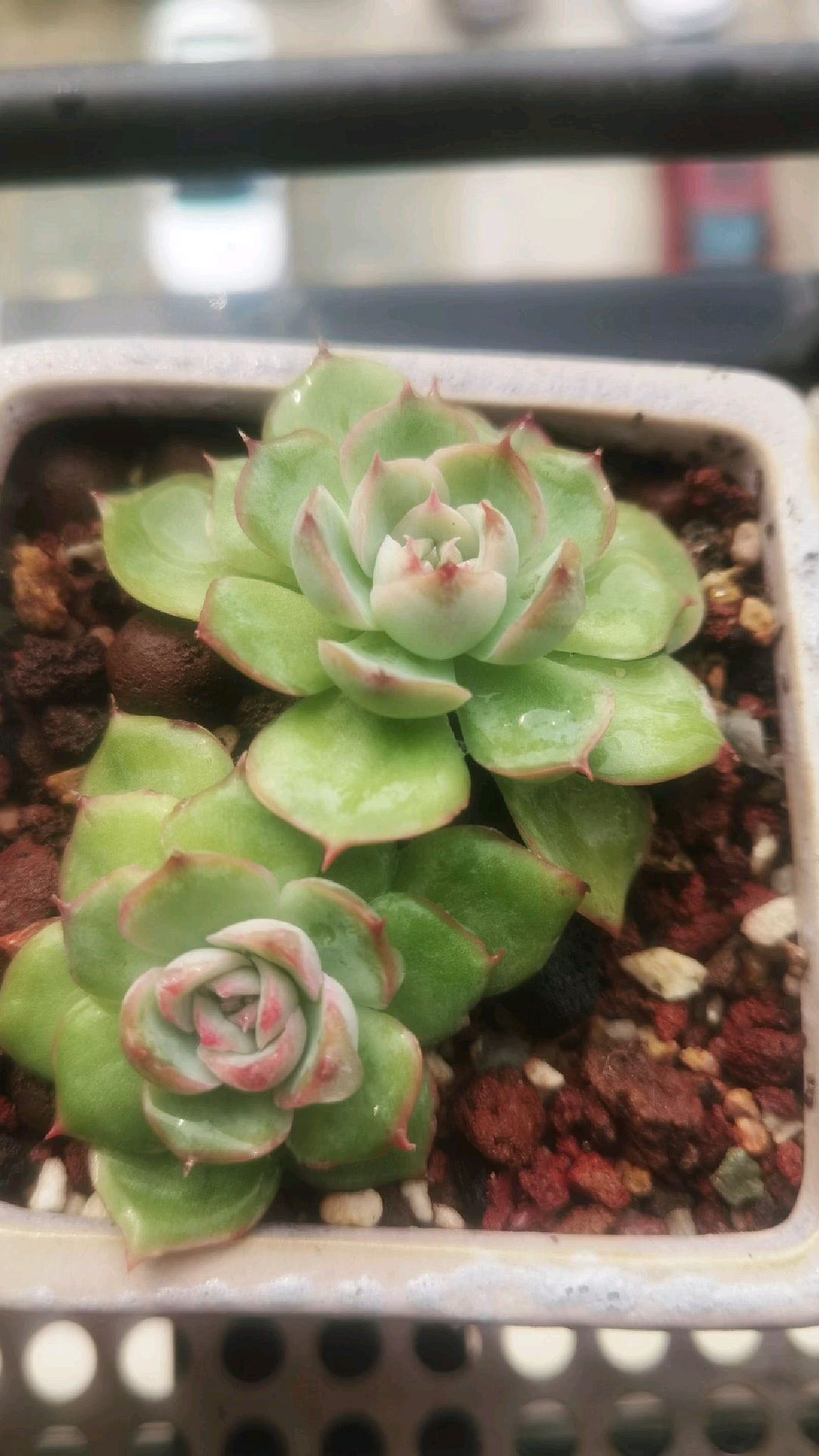 随手一拍,粉布偶就是不上色