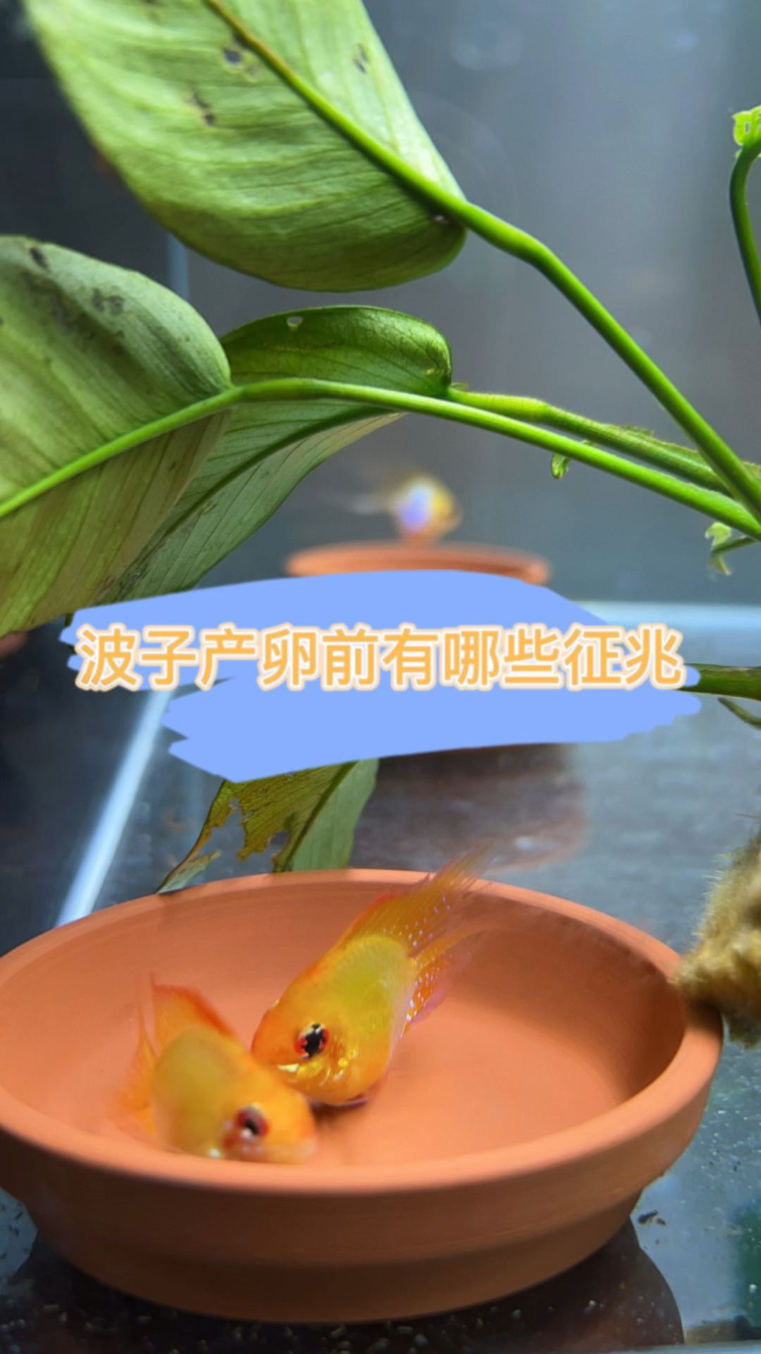 分享波子下卵前的特征,欢迎大家补充