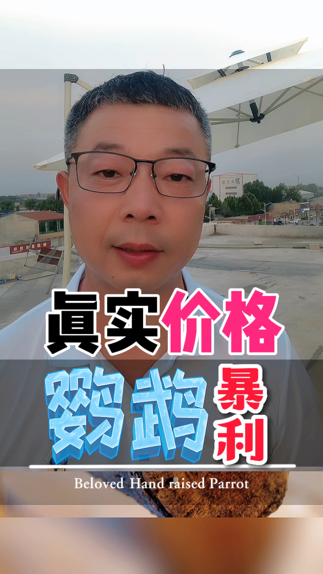 市场上常见鹦鹉品种价值多少