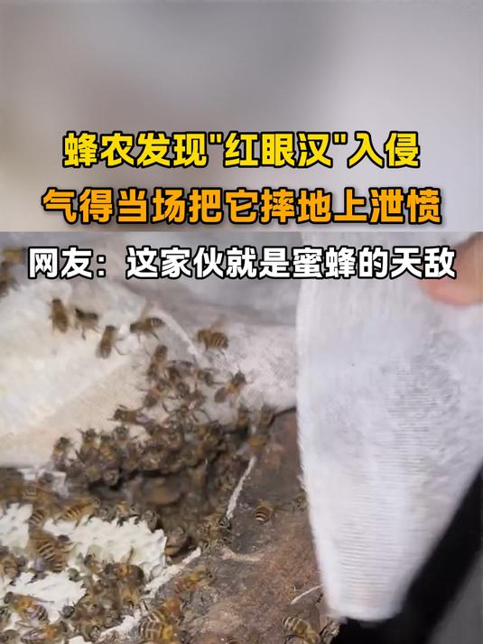 蜂农发现红眼汉入侵,气得当场把红眼汉摔地上