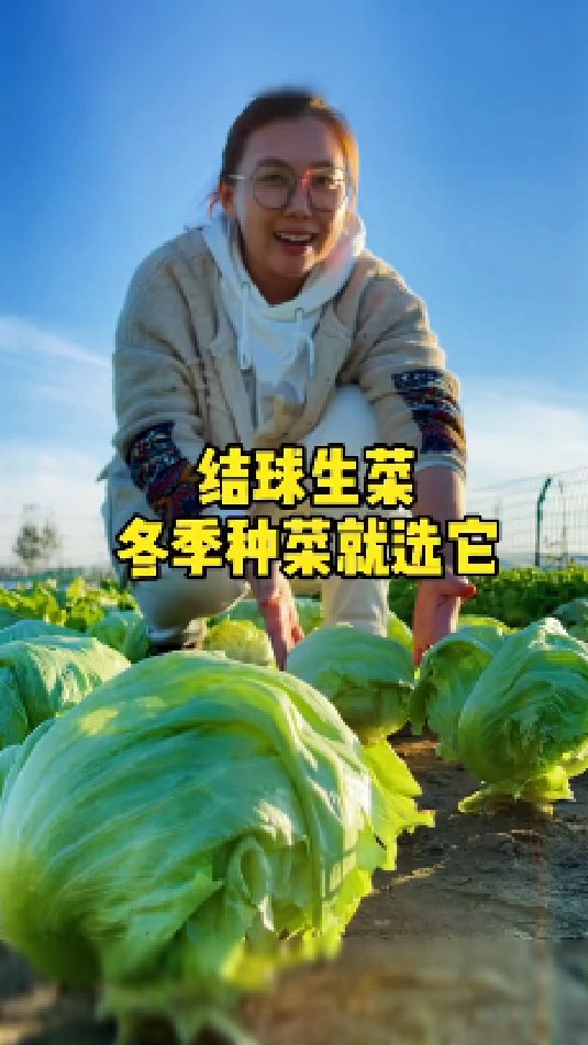 冬天种的结球生菜 好种又好吃还可以生吃