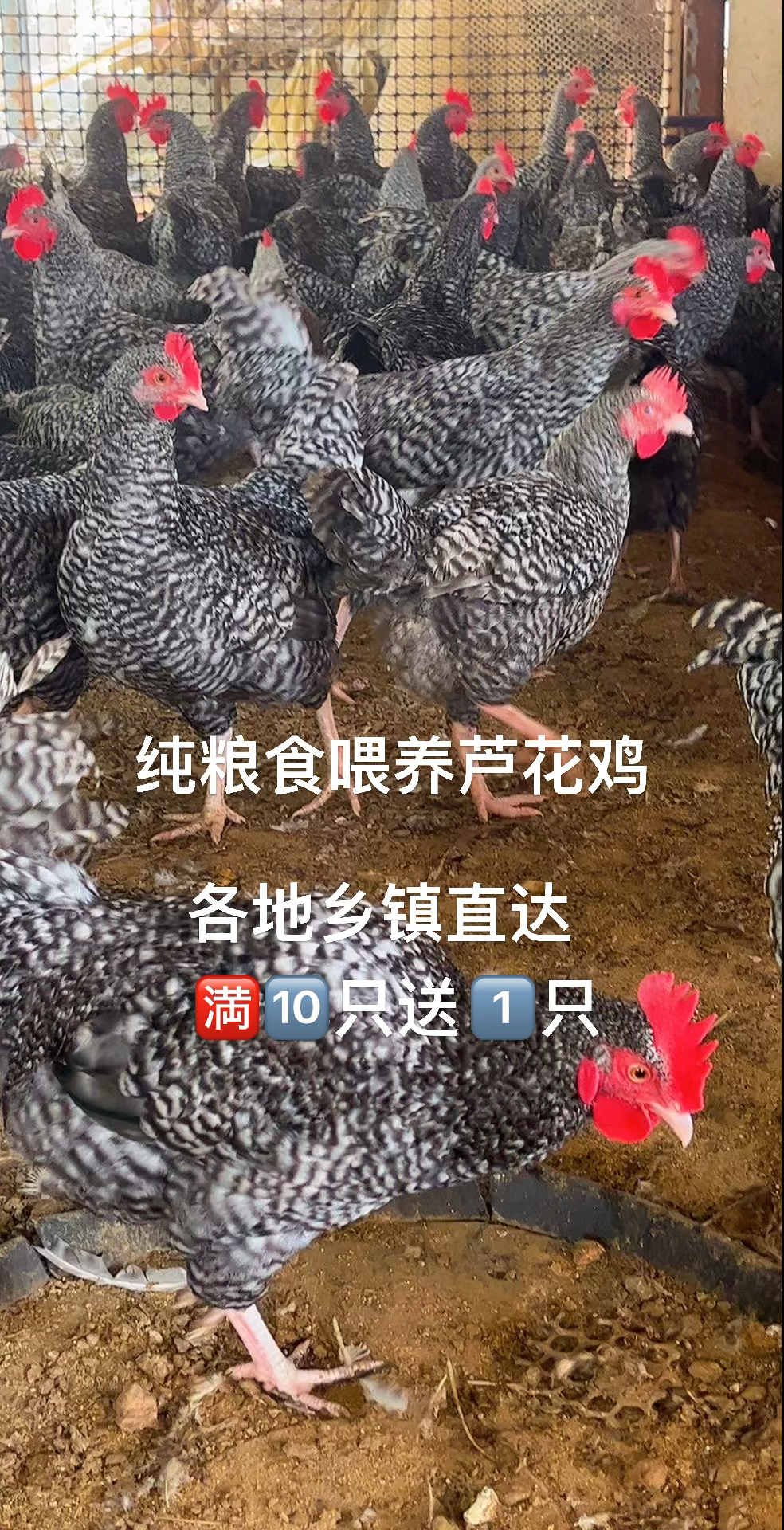纯种芦花鸡 到家就可以产蛋