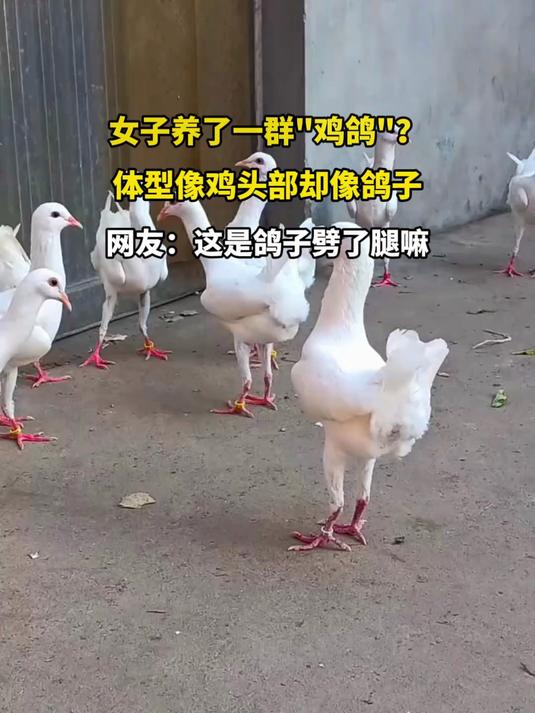 女子养了一群鸡鸽?体型像鸡头部却像鸽子