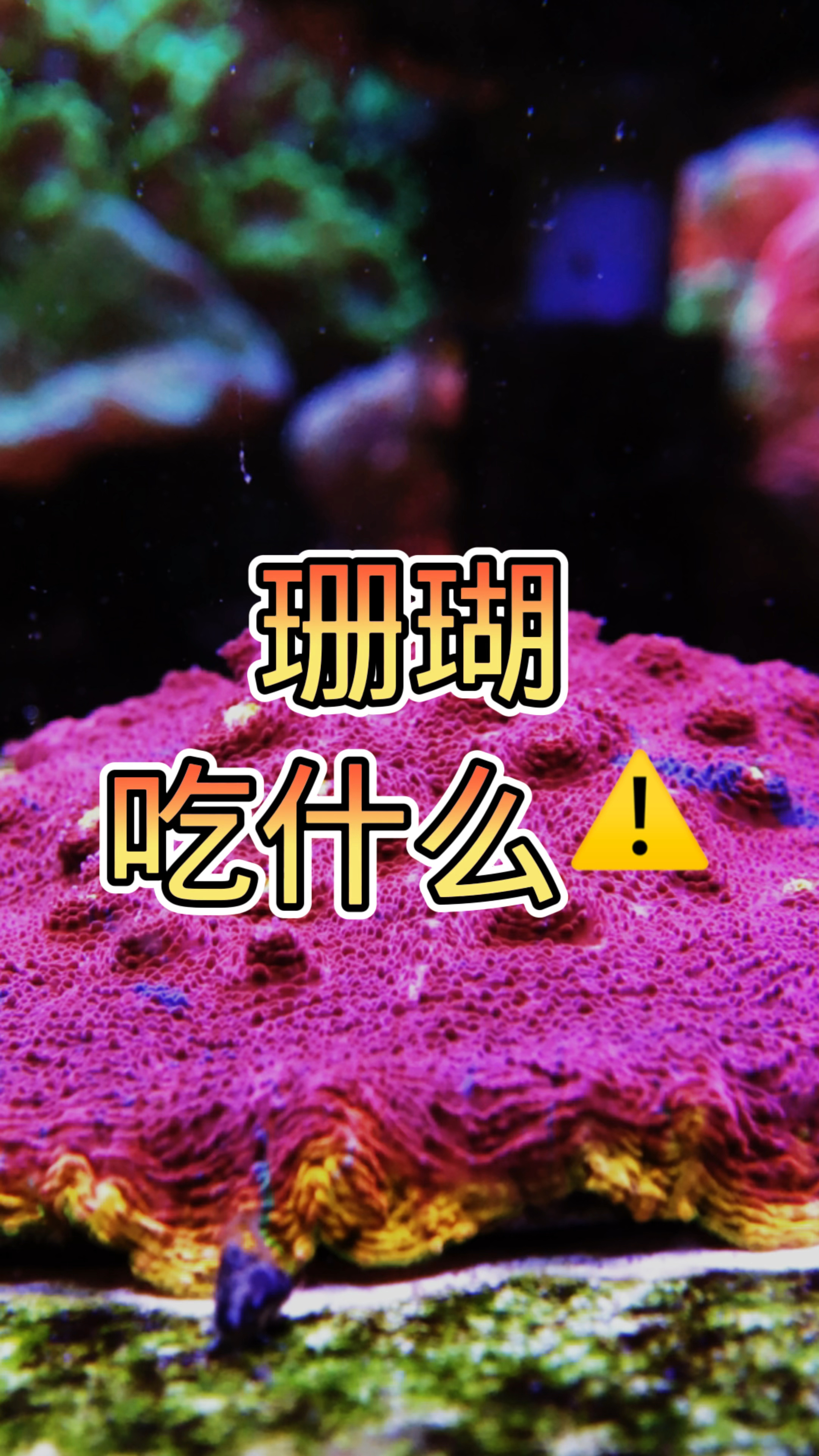 珊瑚吃什么 #海缸 #海水鱼