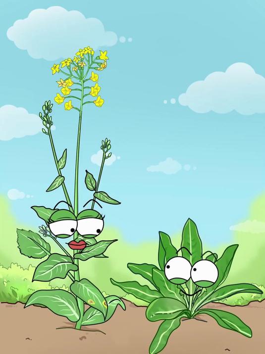 板蓝根青菜?