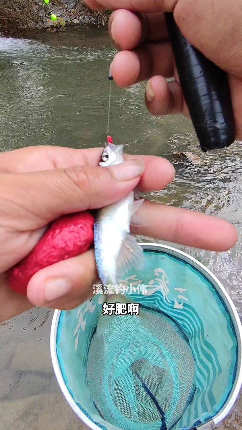 这个叫溪哥,比白条马口都好吃的多