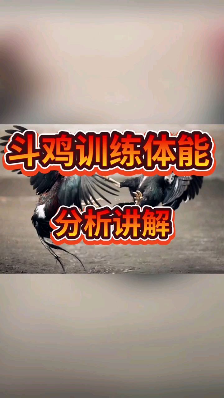 斗鸡训练体能分析讲解