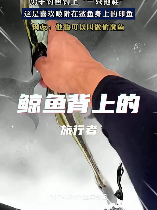 男子钓鱼钓上“一只拖鞋”,这是喜欢吸附在鲨鱼身上的印鱼