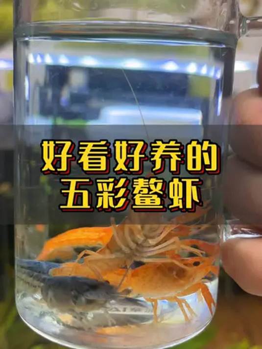 鱼缸养虾新宠:五彩鳌虾,四季好养,清洁鱼缸超给力
