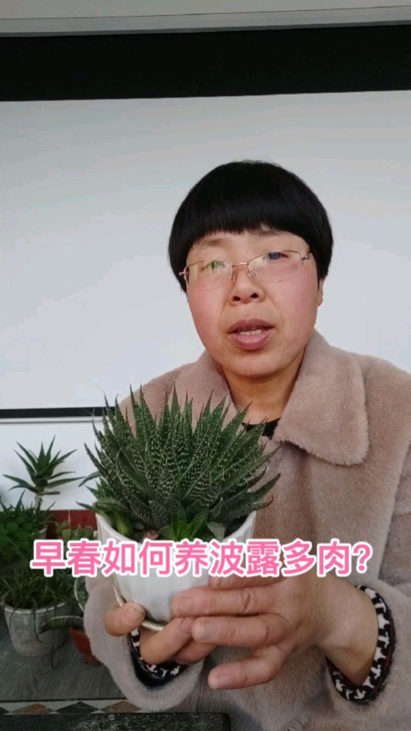 早春如何养波露多肉,才能又肥又胖又漂亮?