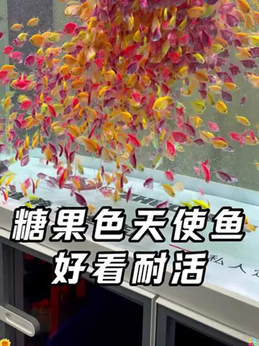 过年养啥鱼?天使鱼好看还好养,糖果色超迷人