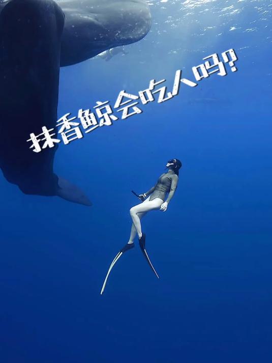 鲸鱼会吃人吗