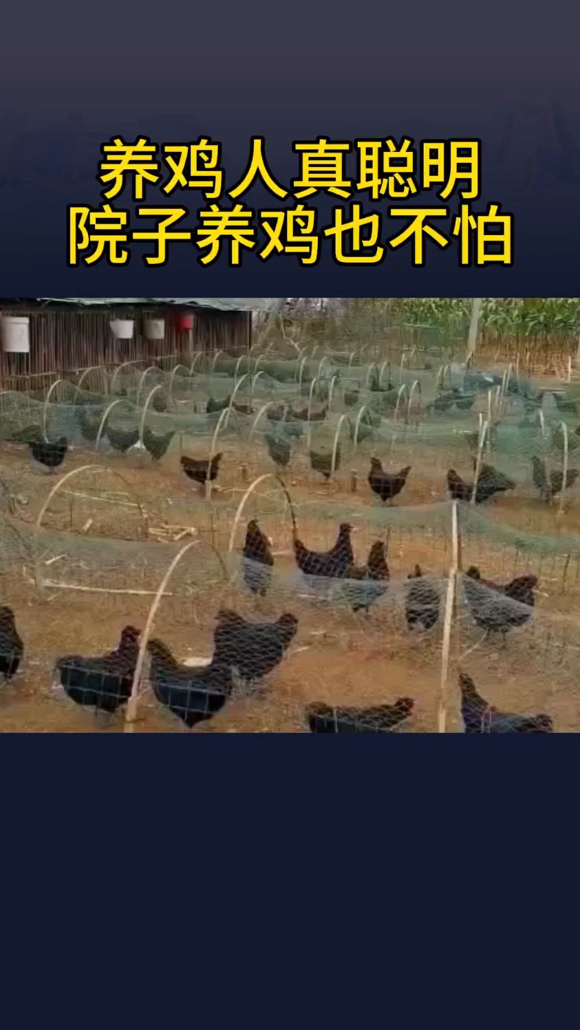 养鸡人真聪明,院子养鸡也不怕