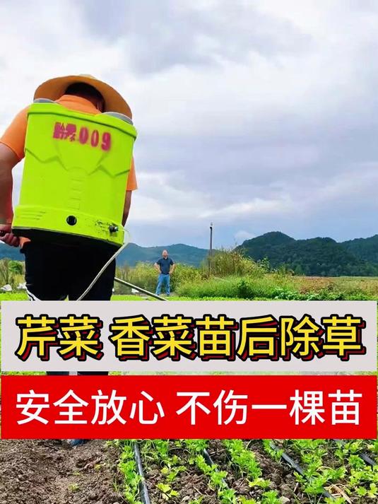 芹菜香菜地除草