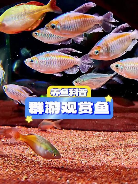 推荐6种群游性超强的热带观赏鱼（下）