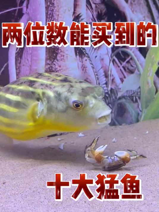 两位数可以买到的十大猛鱼