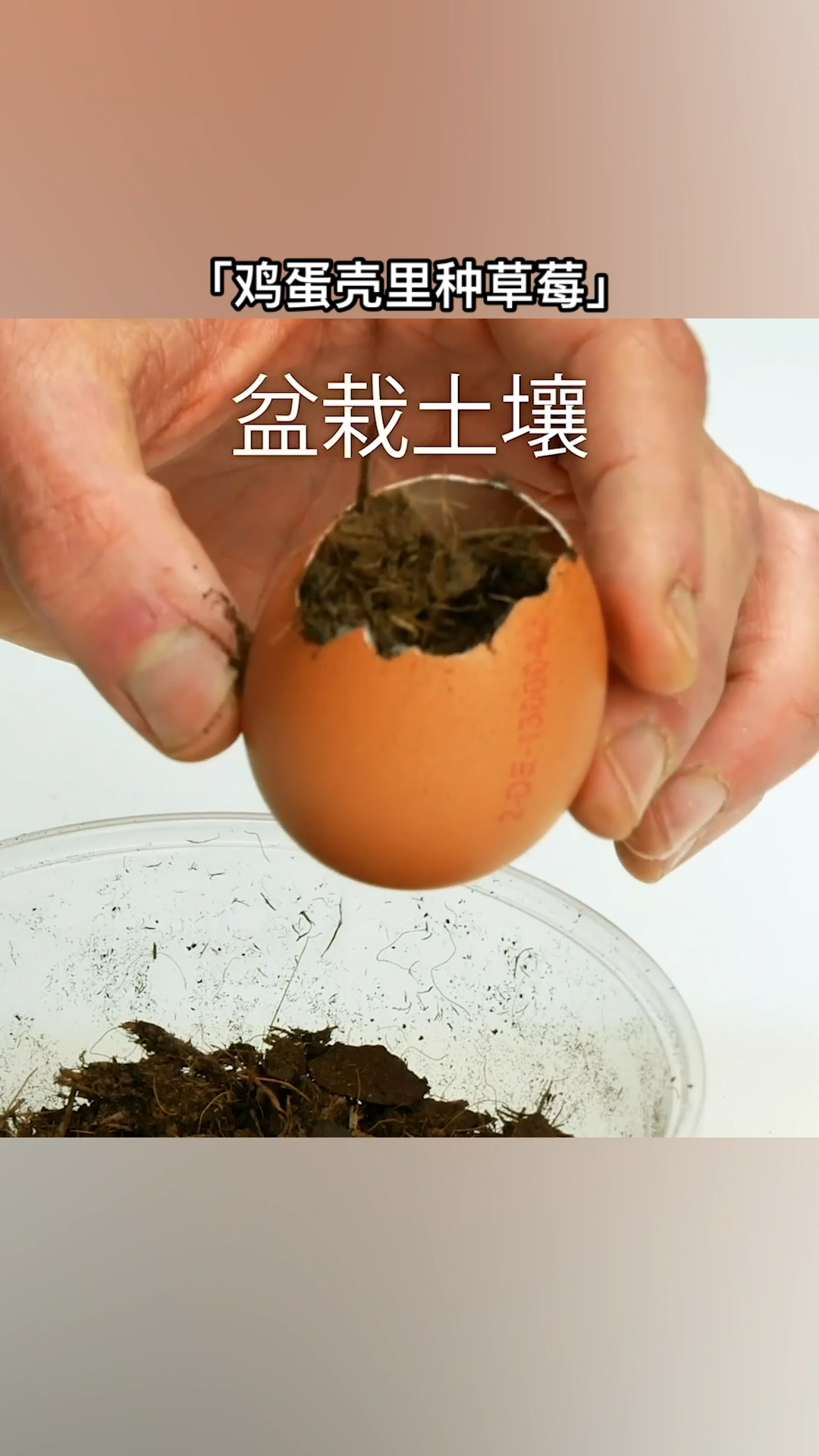 长见识了,鸡蛋壳里可以种草莓!