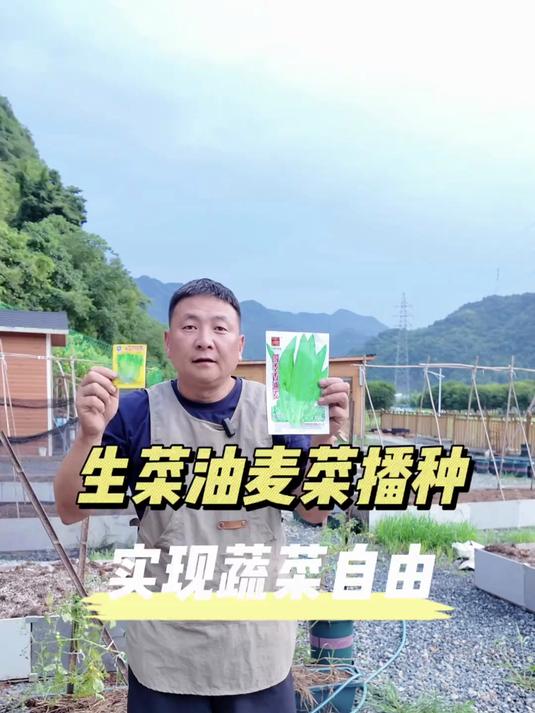 油麦菜生菜播种 7月份到了播种好时节，一起来根菜大叔简单动手，实现蔬菜自由#家庭种植##榜