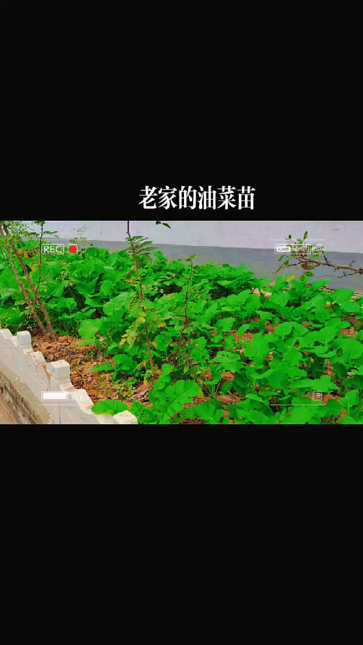 老家的油菜苗
