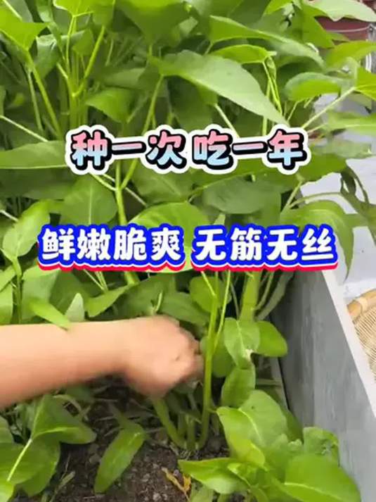 种一次享全年,鲜嫩无筋蔬菜,炒菜涮锅超美味