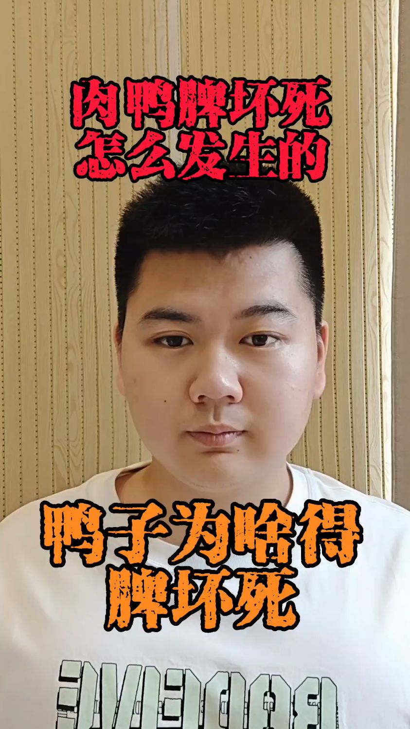肉鸭脾坏死是什么引起的肉鸭脾坏死的原因小鸭脾坏死是什么原因雏鸭脾坏死的原因及解决