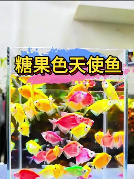 神奇天使鱼,不褪色不掉色,养鱼人的绝佳选择