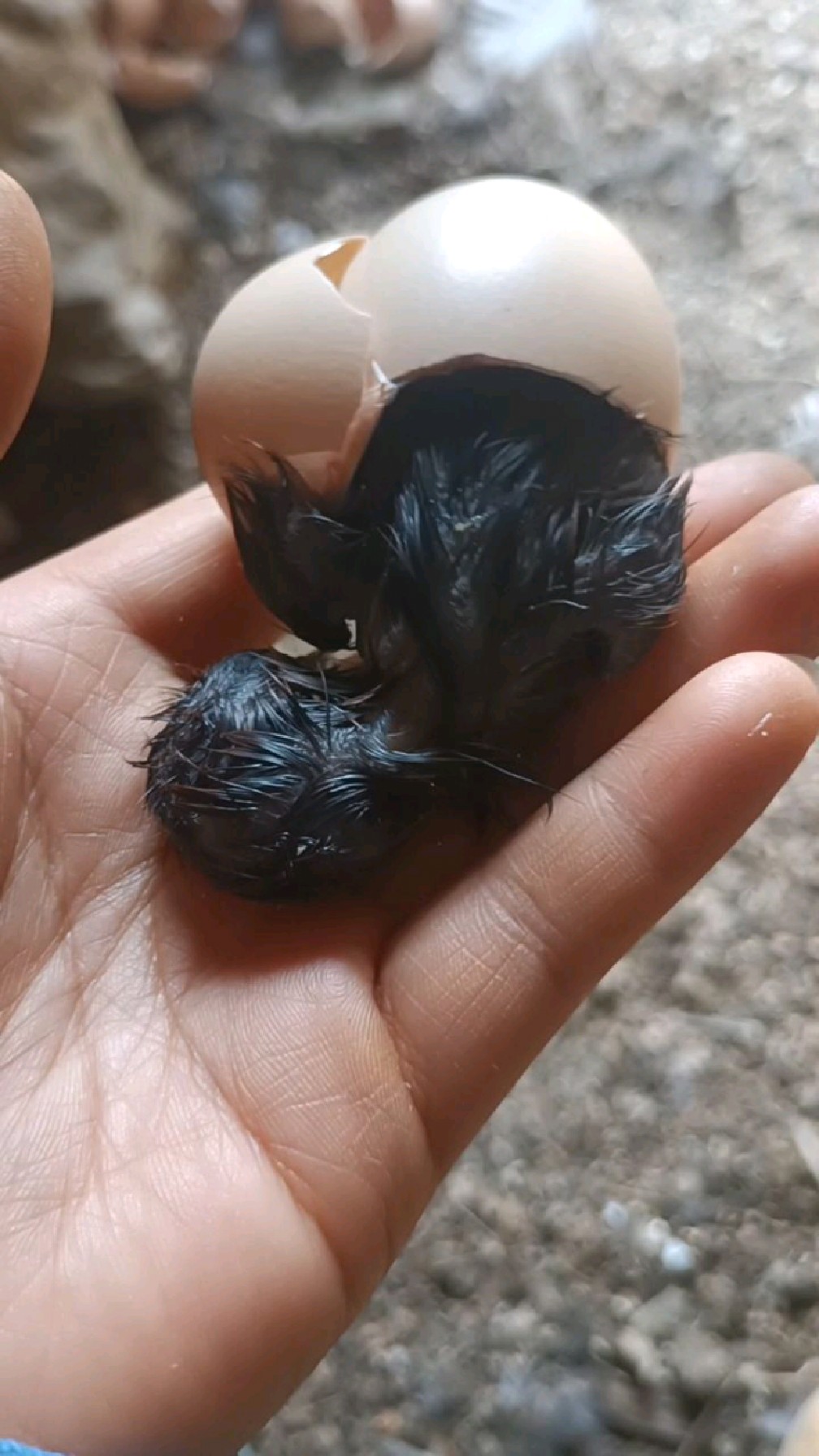 小鸡破壳记!