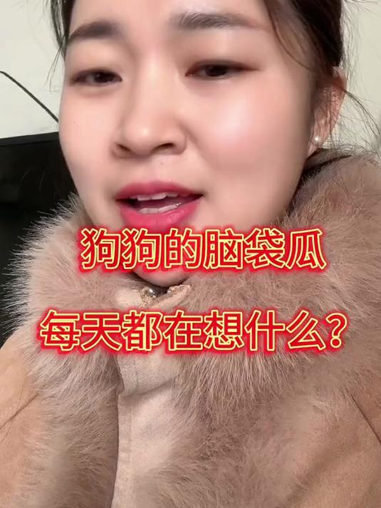 狗狗的脑袋瓜每天都在想什么
