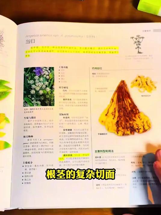 黄芪、党参、枸杞怎么吃?药性功效全解,不瞎补。#中药材功效解读##合理进补##药食同源##