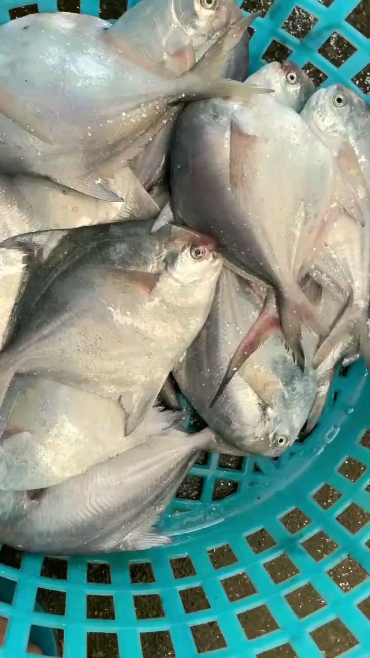 “辅食王”白鲳鱼,简单清蒸,肉甜细嫩,易消化,孩子很好的辅食低脂肪高蛋白