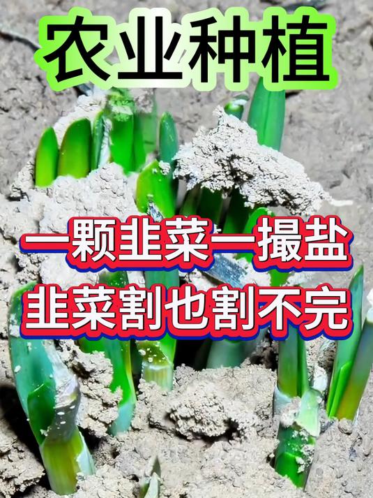 韭菜种植 农业种植 韭菜 分享农业知识帮农民增产增收