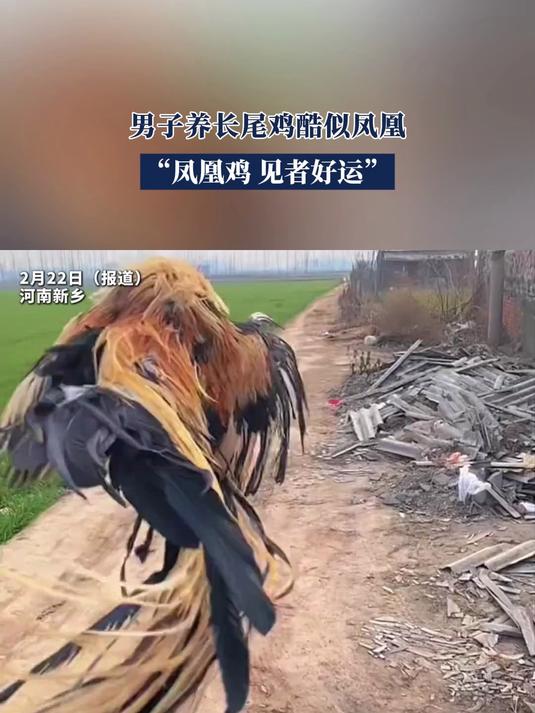 男子养长尾鸡酷似凤凰