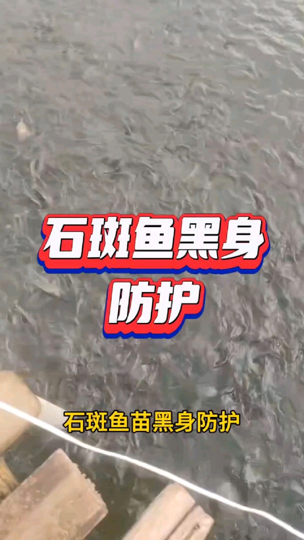 石斑鱼黑身防护