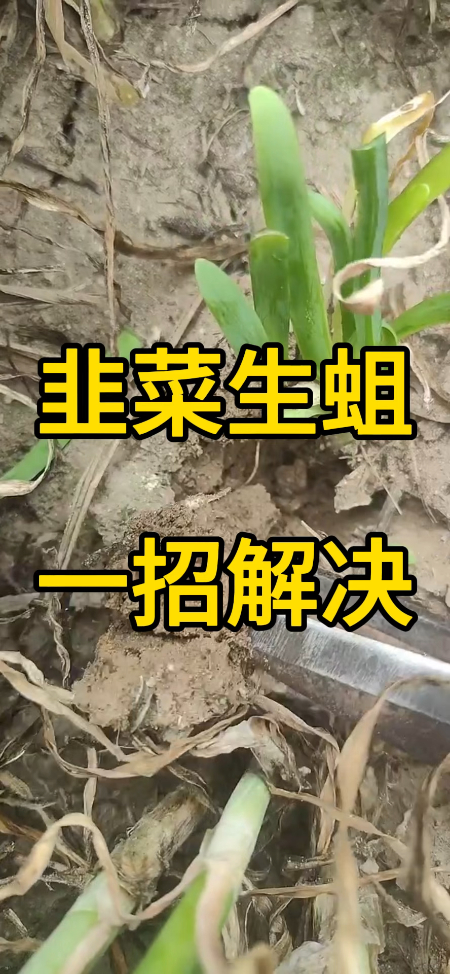 韭菜生蛆,一招解决!