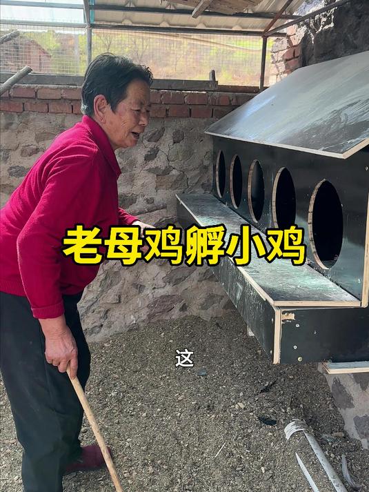 这次看看我姥让老母鸡孵小鸡能出多少鸡仔#孵小鸡#