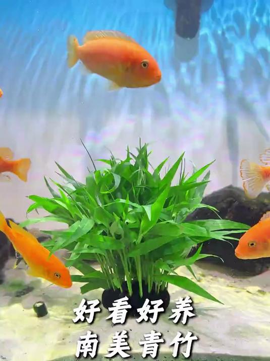 不用底砂不用泥,入水即活,造景超简单#新手养鱼##鱼缸造景#