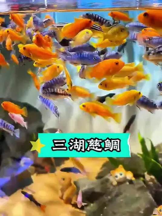 小型淡水三湖慈鲷 喂养简单观赏性高 适合水族新手