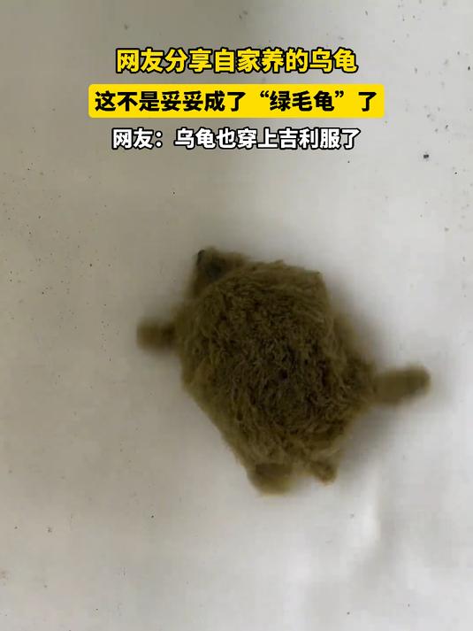 网友分享自家养的乌龟,这不是妥妥成了“绿毛龟”了