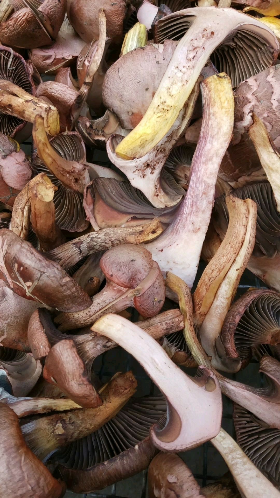 鸡血蘑蘑菇晾晒中!