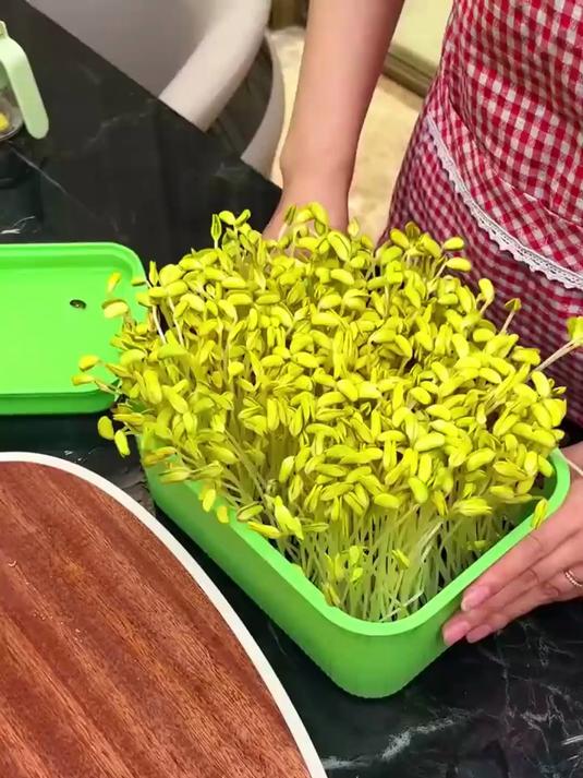 豆芽盒选对,天天吃新菜,从豆到芽,绿色蔬菜,健康看得见