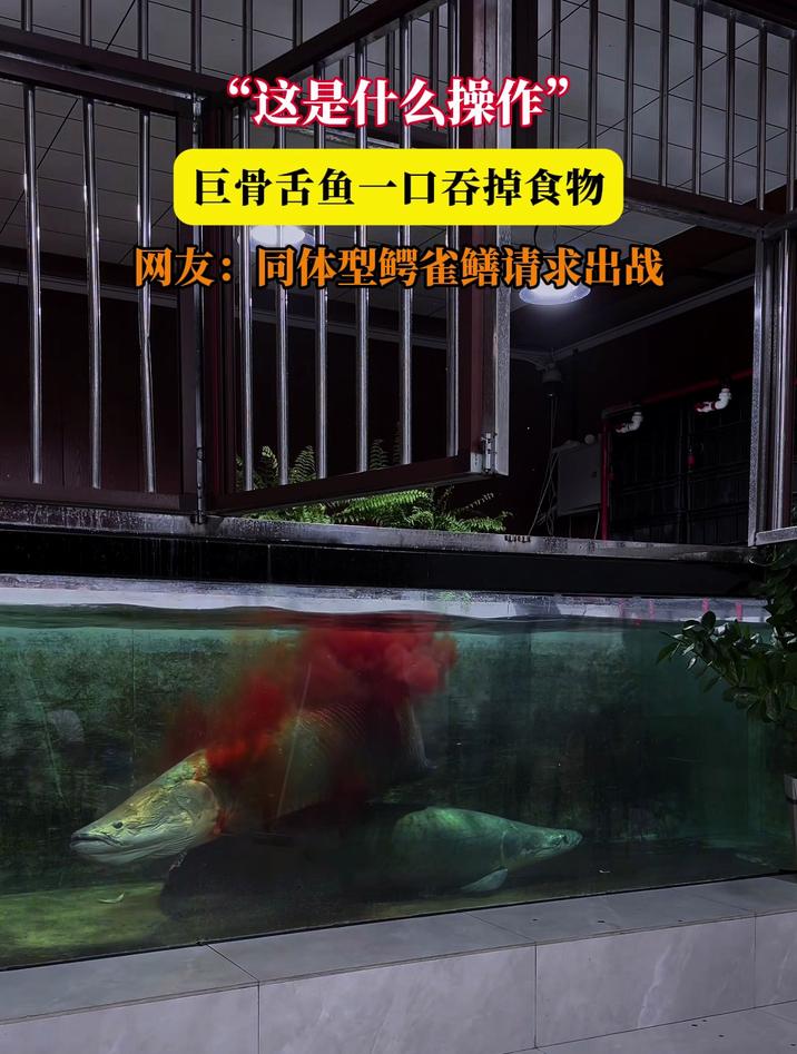 “这是什么操作”,巨骨舌鱼一口吞掉食物,网友:同体型鳄雀鳝请求出战