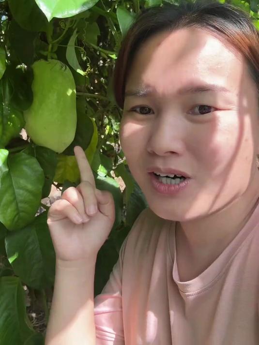 我种了个世界上最大的百香果