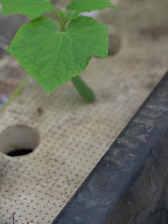 半水培种植黄瓜,缓苗后EC值管理