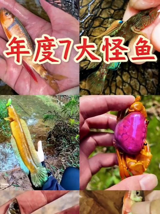 去年发现的7大热门怪鱼 你解锁了吗