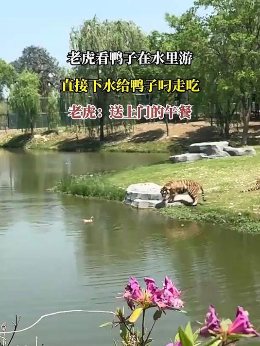 老虎看鸭子在水里游，直接下水给鸭子叼走吃，老虎：送上门的午餐