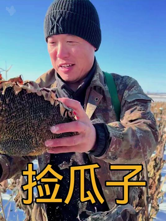 捡瓜子东北秋收结束捡点油瓜子不捡浪费了