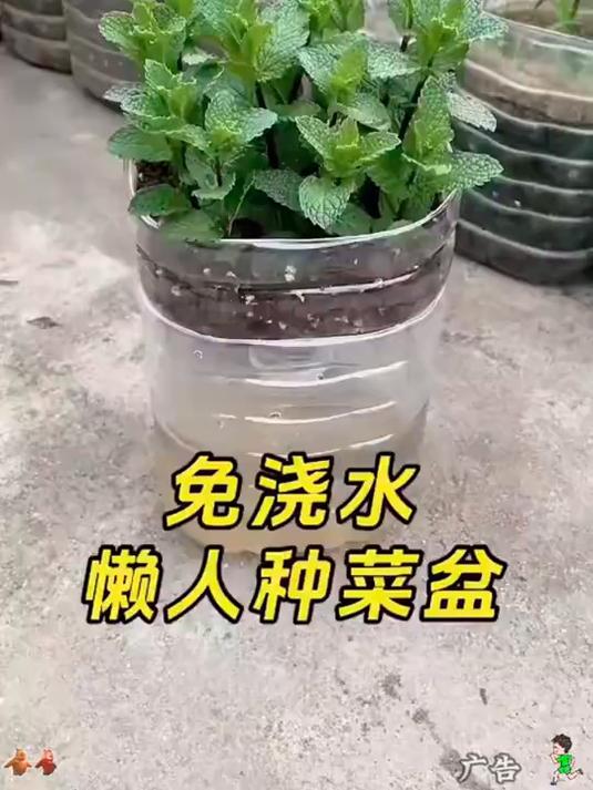 油桶种菜 矿泉水桶种菜 种植小技巧 废物利用 种菜