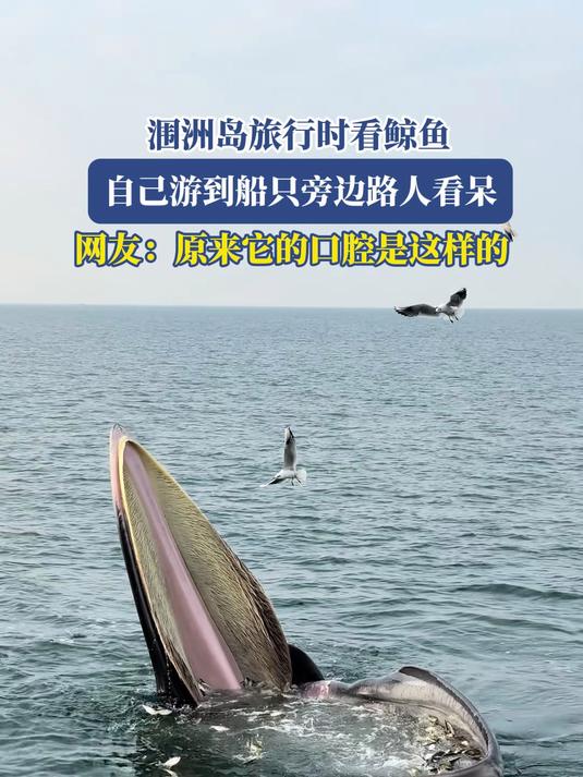 涠洲岛旅行时看鲸鱼,游到船只旁路人看呆,原来它的口腔是这样的